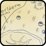 Potato Bunny Pamphlet on bARTer Sauce