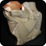 Ceramic Sculpture Ceramic Sculpture