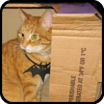A cat in a box wearing a rubber bat, bARTer Sauce A cat in a box wearing a rubber bat, bARTer Sauce