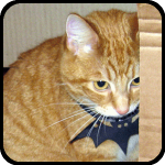 A cat in a box wearing a rubber bat, bARTer Sauce A cat in a box wearing a rubber bat, bARTer Sauce