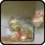 bARTer Sauce Trade Offer
